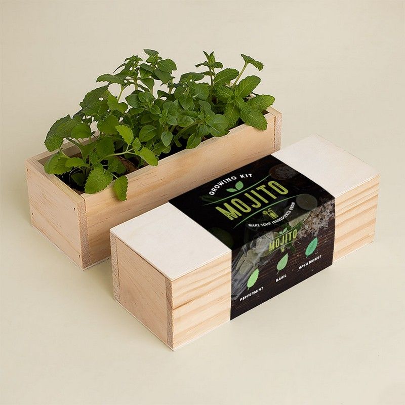 MOJITO GROWING KIT