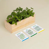 MOJITO GROWING KIT